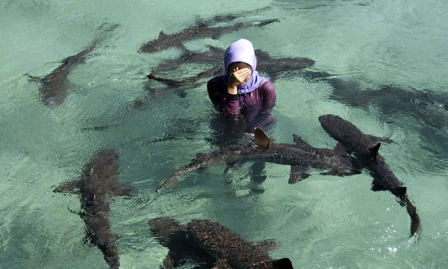 Laut Karimunjawa tempat wisata bawah laut di Indonesia.