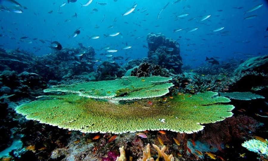 Laut Raja Ampat pesona wisata laut di Indonesia.