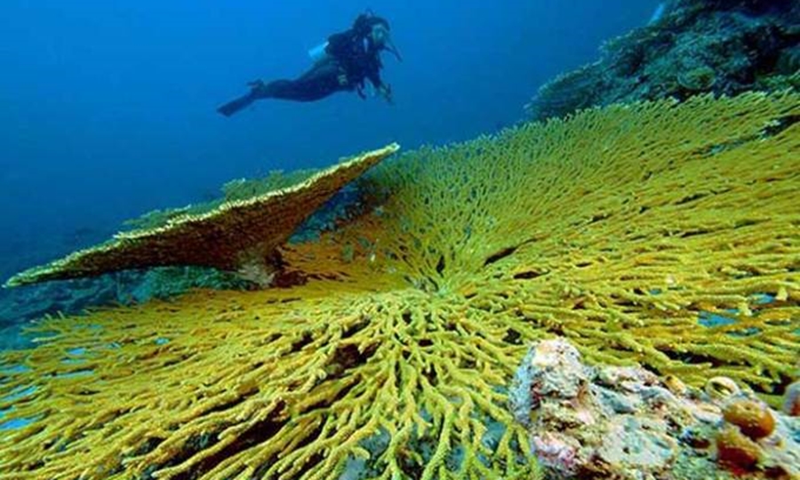 Laut Pulau Togean pesona wisata laut di Indonesia.