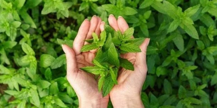 Jarang Diketahui, Ini 5 Manfaat Daun Mint untuk Perawatan Kulit