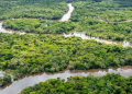 Kisah Ajaib Empat Anak Bertahan di Hutan Amazon